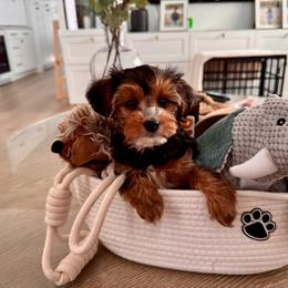 Bernedoodle, Cavapoo, Cavapoochon, Goldendoodle, Poodle, and Yorkipoo Puppies from Anchor Dogs