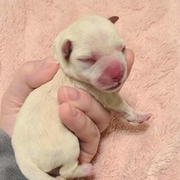 Princess - Wheaten female Miniature Schnauzer puppy in Graham, Washington from Kristy's French Bulldogs & Mini Schnauzers