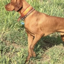 Vizslas from Starrpath Vizsla