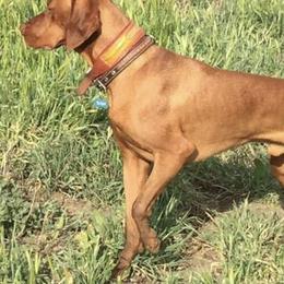 Vizslas from Starrpath Vizsla