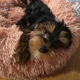 Poodle, Yorkipoo, and Yorkshire Terrier Puppies from Sonshine Yorkies