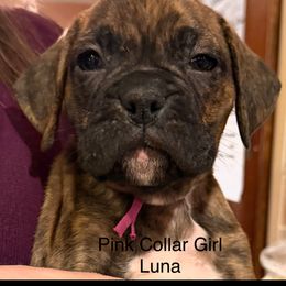 Pink Collar Girl - Brindle female Boxer puppy in East Longmeadow, Massachusetts from Boxer Bliss
