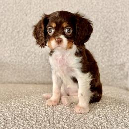 Muffin - Chocolate female Cavalier King Charles Spaniel puppy in Sugarcreek, Ohio from Chocolate Cavalier