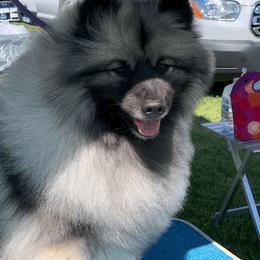 Keeshond All Grown Up from Enchanted Keeshond