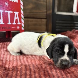 Yellow - Black roan female German Shorthaired Pointer puppy in Huntington, Texas from B&B GSP’S