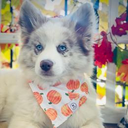 Goose - Merle male Pomsky puppy in Greenville, South Carolina from Thicketty Mountain Pomskies