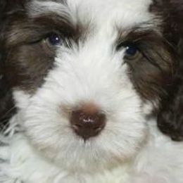 Australian Labradoodles from Wonderland Labradoodles