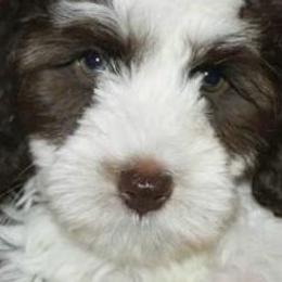 Australian Labradoodles from Wonderland Labradoodles