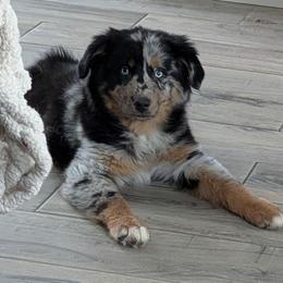 Zuli - Blue merle female Australian Shepherd puppy in Fultonville, New York from Sandy Aussies & Pomeranians