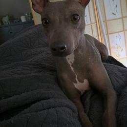 Lenore - American Hairless Terrier