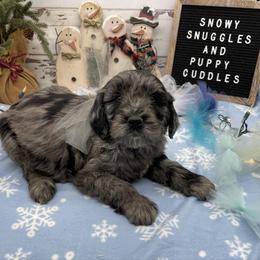 Boone - Merle male Goldendoodle puppy in Lisbon, Ohio from Willow Lane Doodles