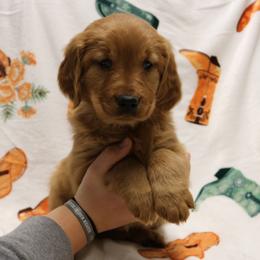 Stetson - Dark golden female Golden Retriever puppy in New Weston, Ohio from Bertke AKC Golden Retrievers and Bernese Mountain Dogs