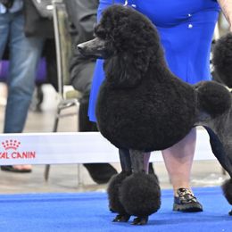 Poodles from Artemisa Standard Poodles