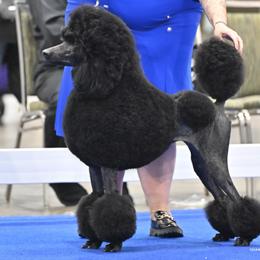 Poodles from Artemisa Standard Poodles