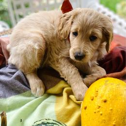 Maggie- coral - Apricot female Goldendoodle puppy in Carlton, Minnesota from Lakeside Doodles MN