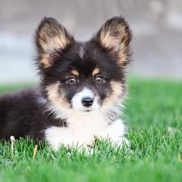 Bon Jovi - Black and tan female Pembroke Welsh Corgi puppy in Mona, Utah from Sorensen Corgis