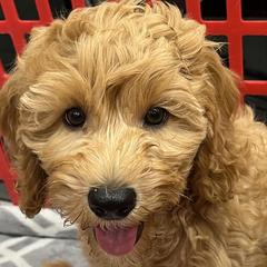 Aurora - Australian Cobberdog puppy from Labe's Australian Cobberdogs