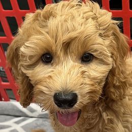 Aurora - Australian Cobberdog puppy from Labe's Australian Cobberdogs