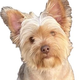 Zoey - Yorkshire Terrier
