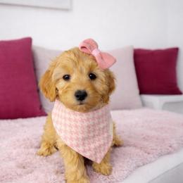 Aspen - Red female Maltipoo puppy in St. George, Utah from Winchester Hills Poodles and Doodles
