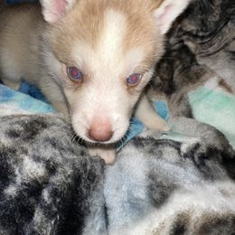 Siberian Husky Puppies from Feazell’s Siberian Huskies