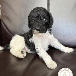 Chip - Parti male Labradoodle puppy in Kingman, Arizona from The Dood Ranch