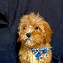 Yogi - Red male Cavapoo puppy in Conway, Missouri from Jordan  Harrison