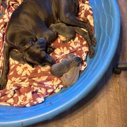 Blue Girl 2 - Blue female Weimaraner puppy in Conway, Arkansas from Nesdahl's Grey Ghosts
