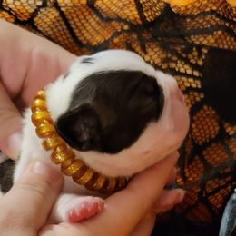 Bulldog and French Bulldog Puppies from Eclipse Bulldogs