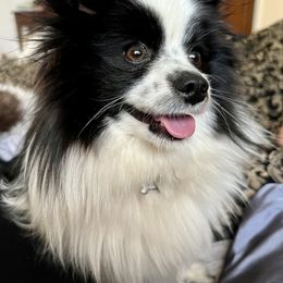 Lolie - Pomeranian