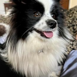 Lolie - Pomeranian