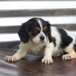 Bashful - Tri-color male Cavalier King Charles Spaniel puppy in Neosho, Missouri from County-Line Critters