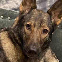 German Shepherds from Honeycutt Haus Shepherds