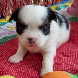 Moe - Black and white male Chihuahua puppy in Leominster, Massachusetts from House of Lil  Paw