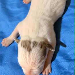 Boy 2 - White male American Staffordshire Terrier puppy in Roseburg, Oregon from Bold & Beautiful Amstaffs