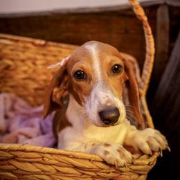 Taffyta - Piebald female Dachshund puppy in Temecula, California from Naomi Magee's Dachshund Kennel