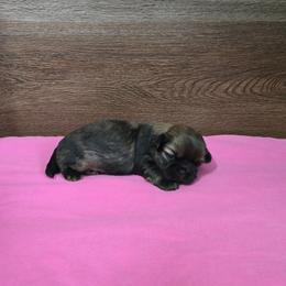 Girl 1 - Brindle female Shih Tzu puppy in Meadows Of Dan, Virginia from Walt’s Shih Tzus