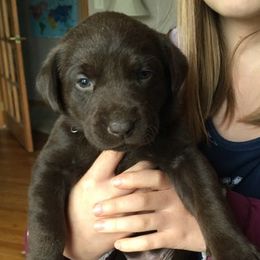 Dilute Retrievers and Labrador Retrievers from Precious Gem Labrador’s