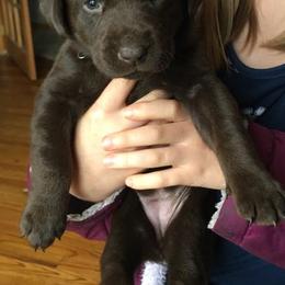Dilute Retrievers and Labrador Retrievers from Precious Gem Labrador’s