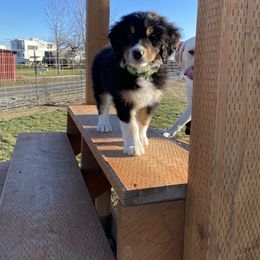 Bernedoodle and Goldendoodle Puppies from Camp Doodle Woods