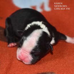 Karen - Black tri female Miniature Australian Shepherd puppy in Patterson, North Carolina from DreamLine Aussies