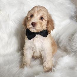 Mr Black - Cream male Goldendoodle puppy in Cumming, Georgia from Chattahoochee Kennels