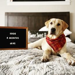 Labrador Retriever Puppies from Knotty Creek Labradors