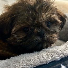 Winnie - Brindle female Shih Tzu puppy in Huntsville, Alabama from Sunnybrook Shih Tzu