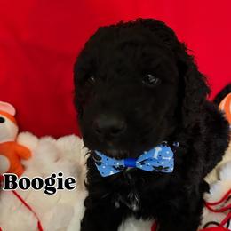 Boogie - Black male Goldendoodle puppy in Cordova, Tennessee from TrueLine kennels