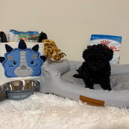 Dax - Sable male Poodle puppy in Bedford, Texas from S.H.A.R.P.’s Toy Poodles