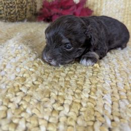 Clementine - Red sable female Havanese puppy in Zanesville, Ohio from Charlotte Landry