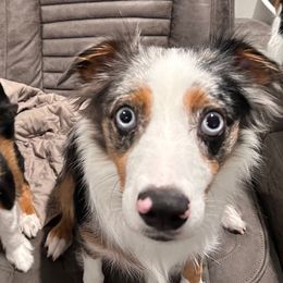 Miniature Australian Shepherds and Toy Australian Shepherds from Best Mini Aussies