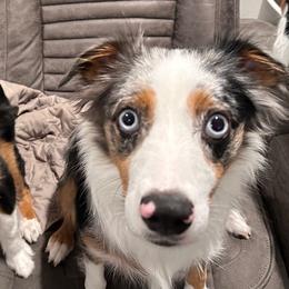 Miniature Australian Shepherds and Toy Australian Shepherds from Best Mini Aussies