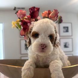 Carlie - White male Cavapoo puppy in Sacramento County, California from Sac-Town Poodles and Doodles